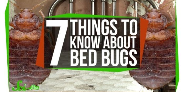 Don't Let the Bed Bugs Bite!