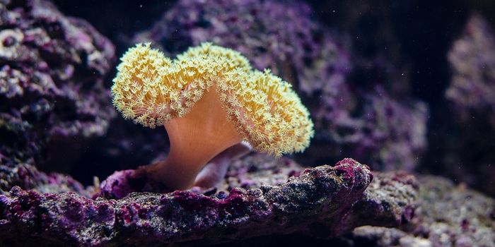 Good News for Coral Reefs