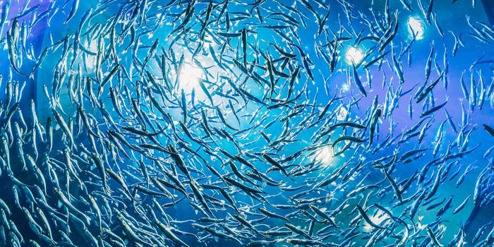 Oxygen Levels Are Dropping In The Ocean, Affecting Fish Ecosystems