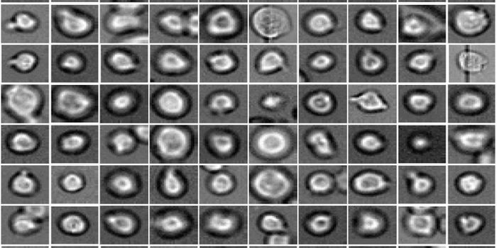 Algorithm can Predict Stem Cell Fate