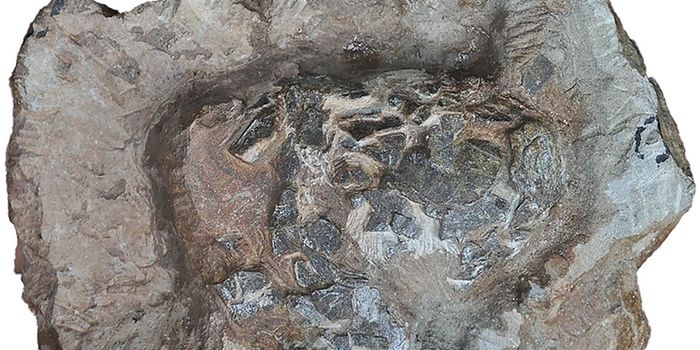 These Are the Oldest Crocodile Eggs Ever Found