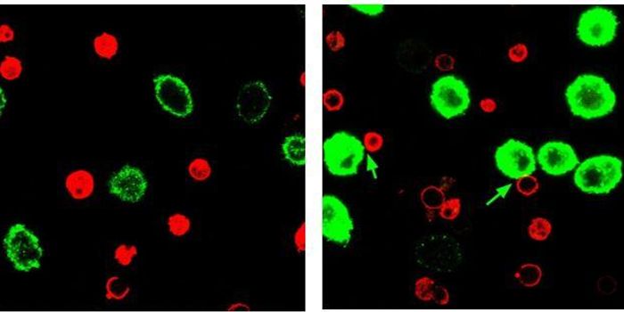 Nanoparticle "Immunoswitch" Reduces Cancer Growth