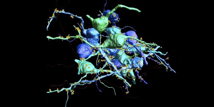 New Technique Can Trace the Activity of Individual Neurons