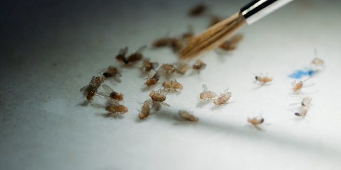 Excess Sugar Intake Might Impact the Next Generation