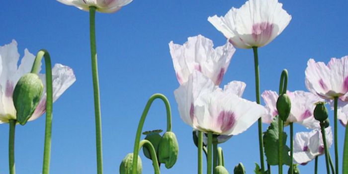 Insights From the Opium Poppy Genome