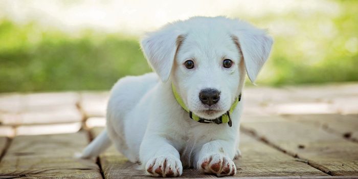 "Pawsitive" Effects of Pet Therapy