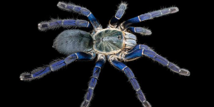 In a Surprise, Tarantulas Seem to Have Color Vision