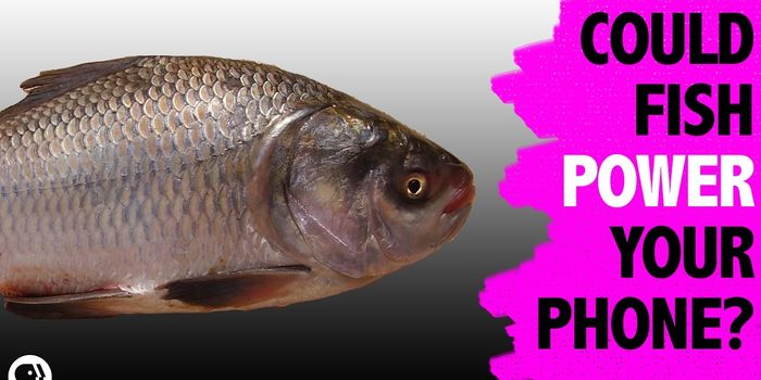 Can Fish Scales Power Your Future Electronics?
