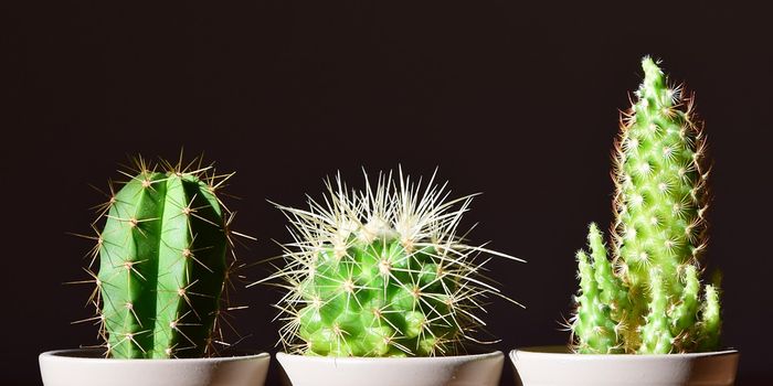 How many plants live in your home?