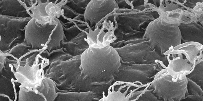 Researchers Find New Tardigrade Species in Japan