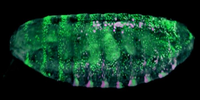 Robots Are Moving Developmental Biology Forward