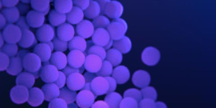 Researchers are Deciphering the Survival Strategies of Bacteria