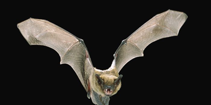 Bats Have Unusual Sense of Environment