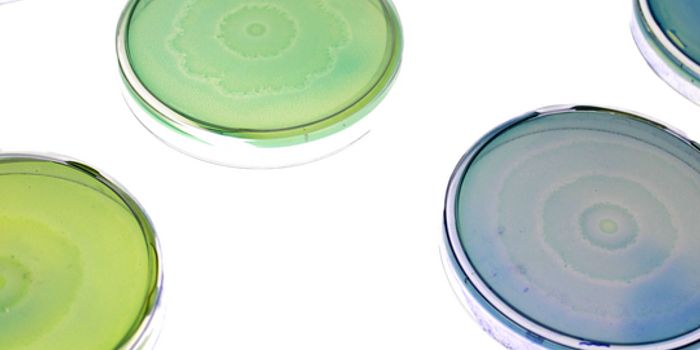 Using Artificial Intelligence and Engineered Bacteria to Potentially Monitor Pollution