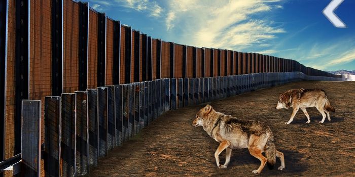 Many Animal Species Could Be Negatively Impacted by U.S./Mexico Wall