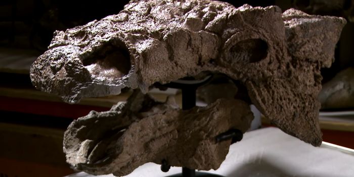 New Species of Armored Dinosaur Named After Ghostbusters Character