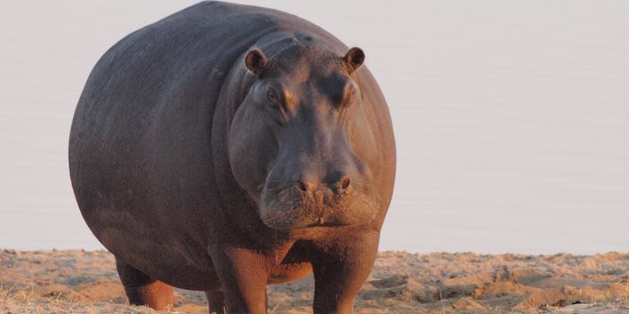 A South African National Park is Killing Local Animals in Response to Drought