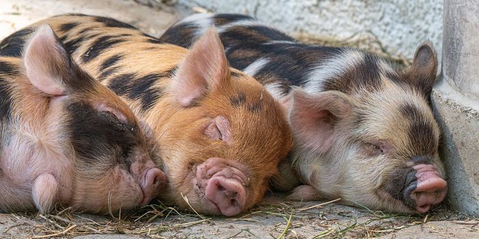 Pig Hearts Might be Used in Human Transplants by the End of 2021