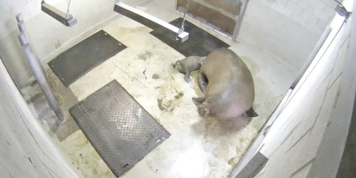 In Rare Scenario, Walrus Mother Gives Birth in Canadian Aquarium