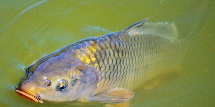 Invasive Alien Carp Are Threatening Our Waterbirds
