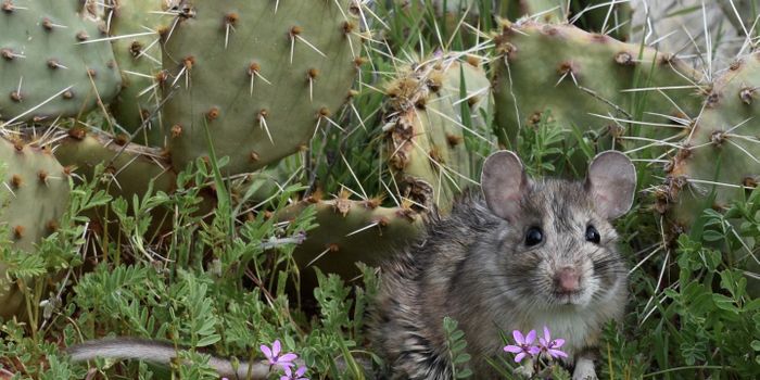 To Maintain Diversity in the Microbiome, Wild Animals Need Their Natural Foods