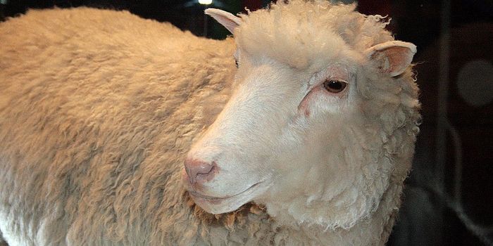 Remembering Dolly, the First Adult Clone, 20 Years Later