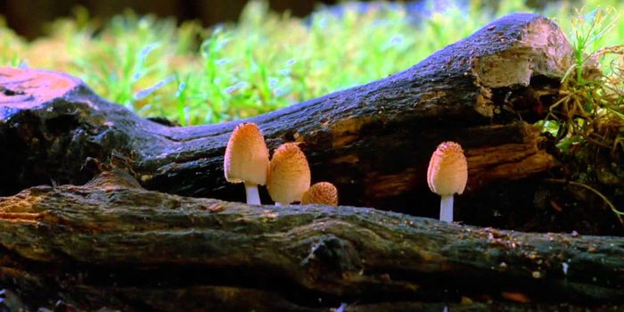 Fantastic Fungi: The Forbidden Fruit