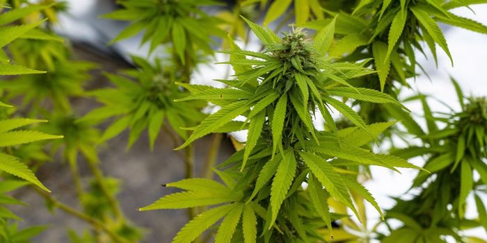 Cannabis Reduces Disruptive Behavior in 50% of Young People with Autism