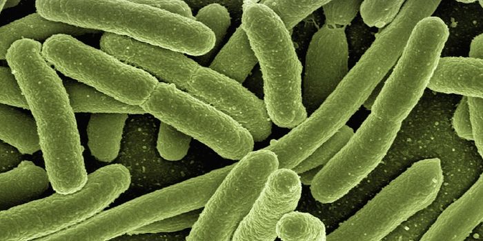 Another Study Links the Gut Microbiome to Autism