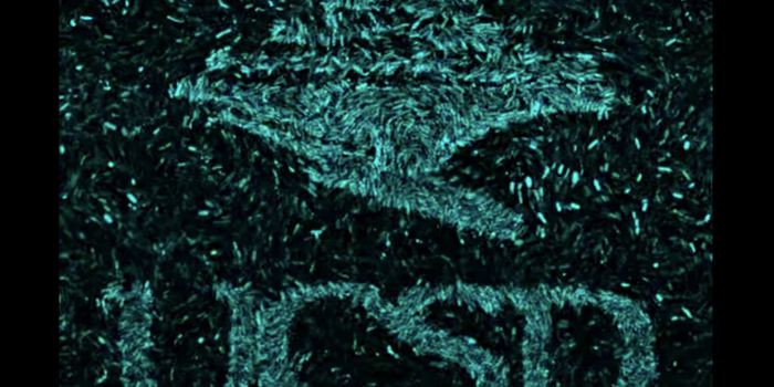 Communities of Microbes Can Form 'Memories'