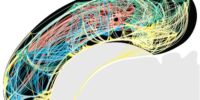 Study Reveals Internet-like Networks in Cerebral Cortex of Rats