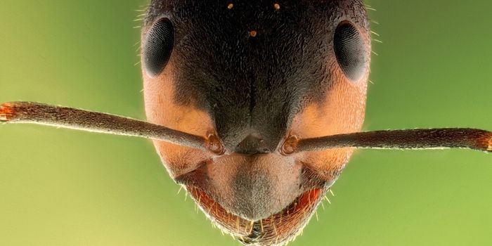 Brave Ant Explorers Engage a Termite Colony