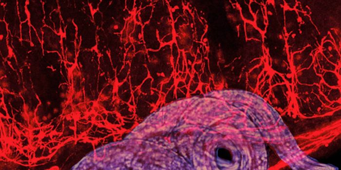 There are Glial Cells in the Gut & They Have an Important Role