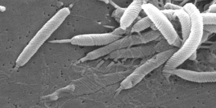 Why the H. pylori Stomach Bug is so Persistent