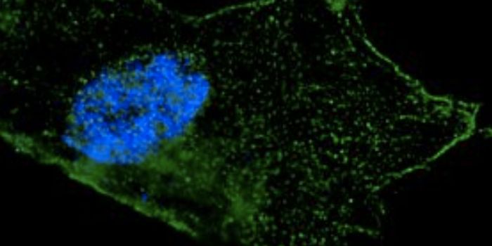 People That Acquire Genetic Mutations Faster May Not Live as Long