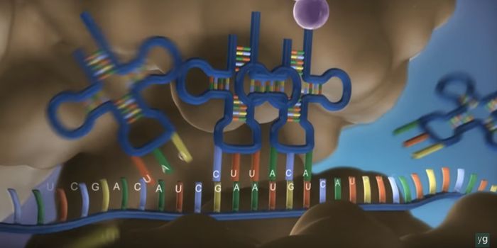 Transfer RNA Mutations May Be an Overlooked Cause of Disease