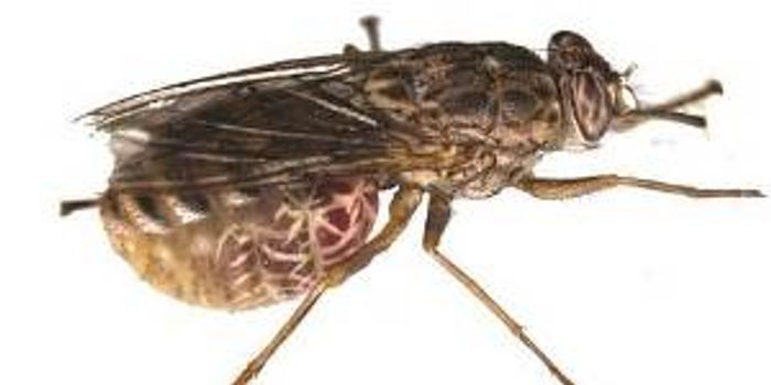 Deciphered Genome Could Lead to Tsetse Fly