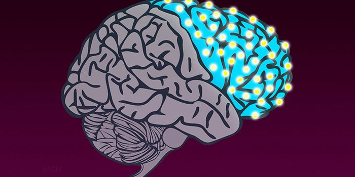 Researchers Map 'Switches' That Shaped the Evolution of the Human Brain