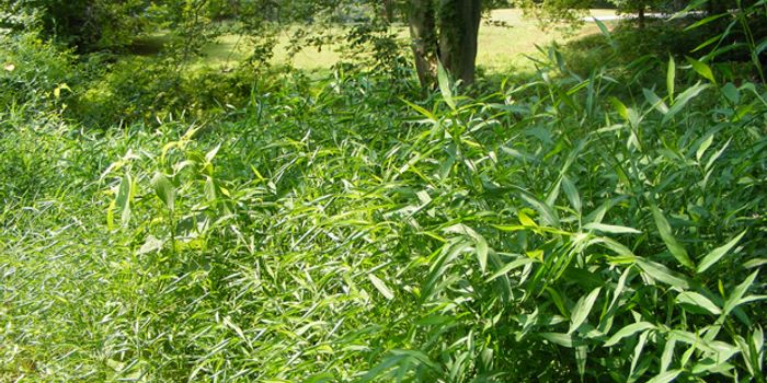 Shale gas development is driving invasion of non-native plants