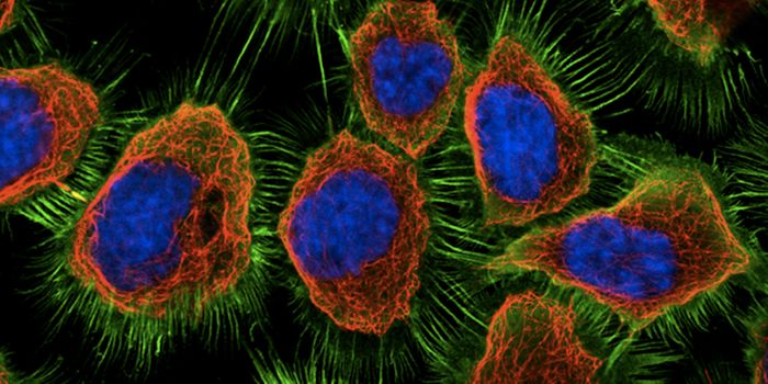 Protein Atlas Reveals new Details About Human Cells