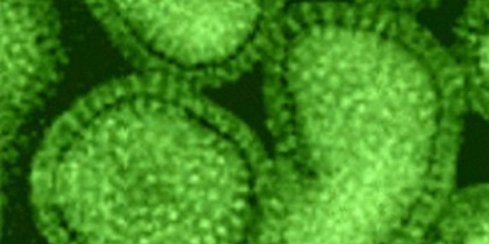 Dog Flu Outbreak Update