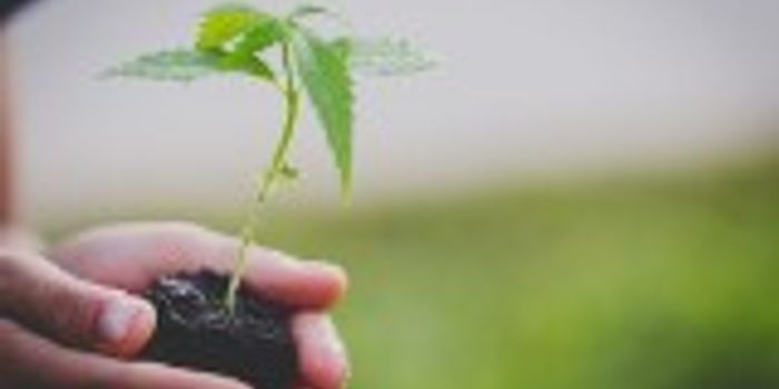 How To Grow Cannabis in The Cold