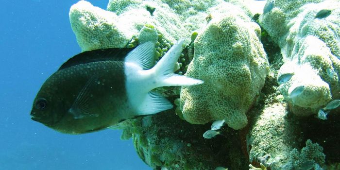 Reef Fish Offspring Inherit Elevated Tolerance to Climate Change