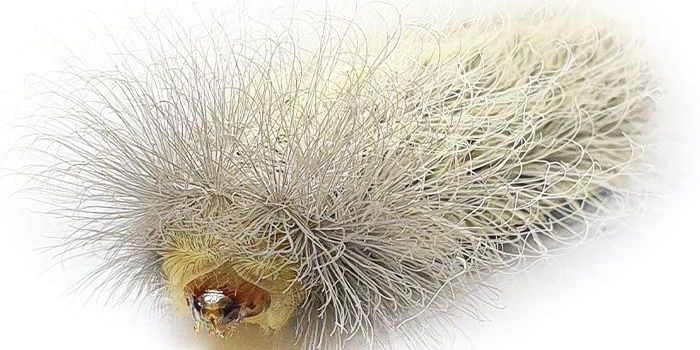 Learning More About a Special Venom Made by Caterpillars