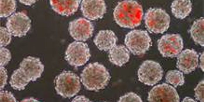 Researchers Trigger Transformation of Human Stem Cells into Working Lung Cells