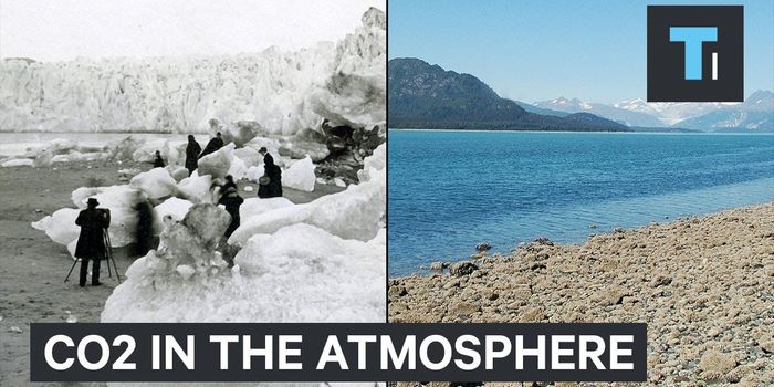 Even Planting Trees Won't Help Us Rid Earth of Excess CO2