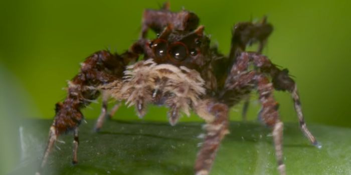 This Jumping Spider is a Cunning Predator
