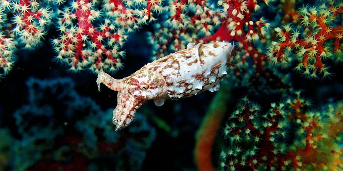 Why Cuttlefish are Called Chameleons of the Sea