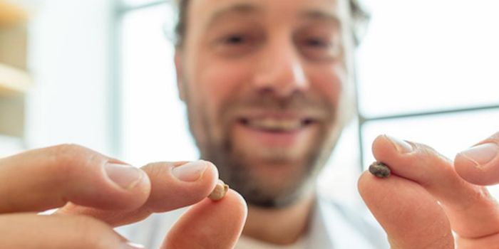 Loss of Genetic Diversity Threatens Chickpeas