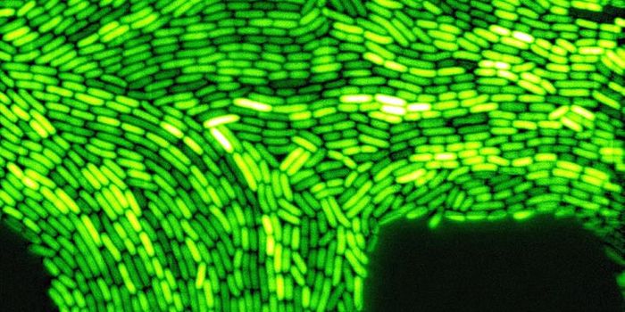 Better Know a Microbe: Aliivibrio fischeri